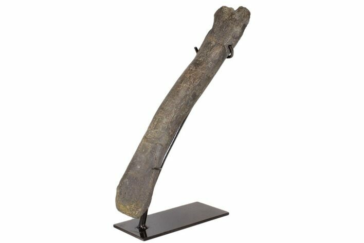 Hadrosaur (Hypacrosaurus) Ulna with Metal Stand - Montana #145217